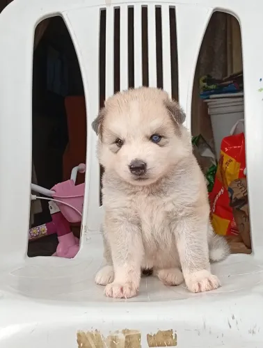 Husky siberiano fêmea 
