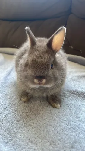 Coelhos Netherland Dwarf