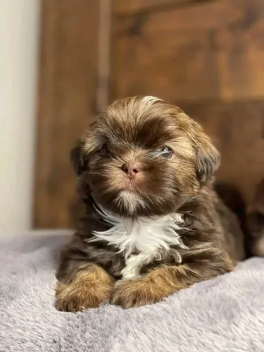 Filhotes de Shih Tzu | Alegria que contagia!