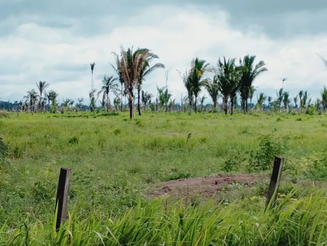 300 hectares