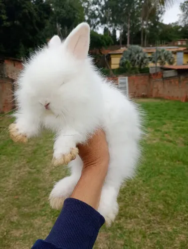 Filhote coelho Mini lion
