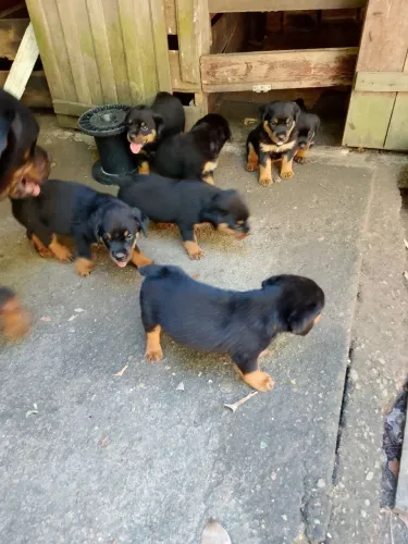 vendas de cães 