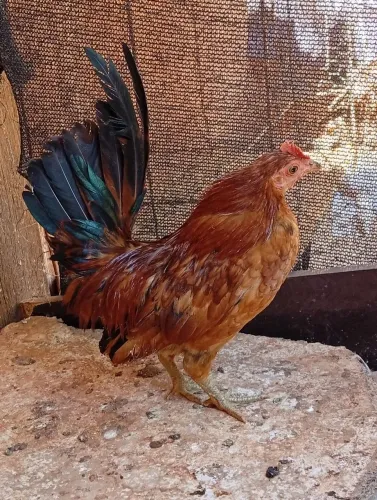 Seráma 
