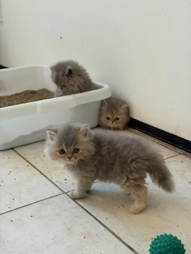Gatos persas