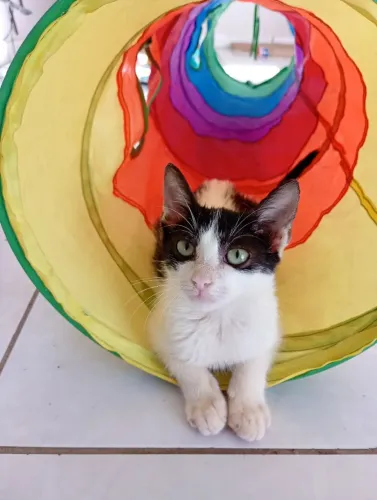 Gatinha pra Adoção