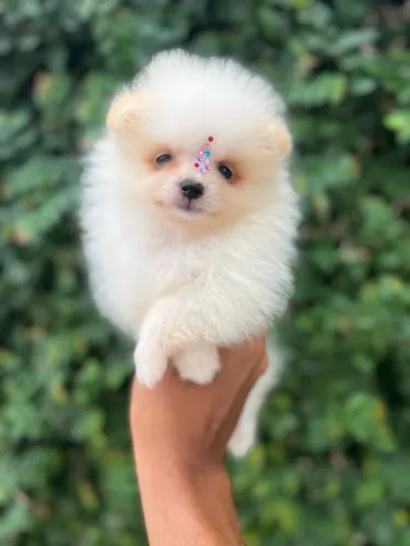 Lulu Fêmea 