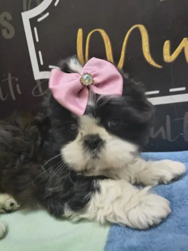 Fêmea linda de shihtzu fucinho vem curtinho