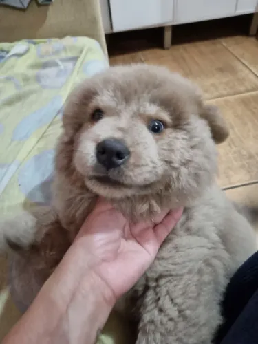 Chow Chow 