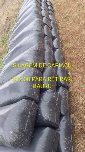 Silagem de capiaçu!!!