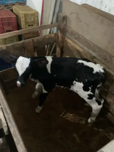 Bezerro girolando recém nascido à venda 