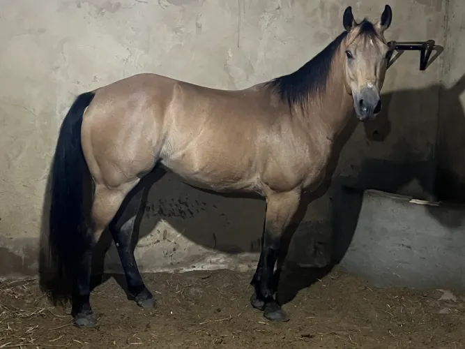 Cavalo Quarto de Milha de Esteira. 