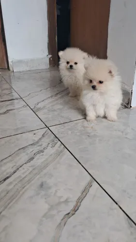 Lulu da pomerania