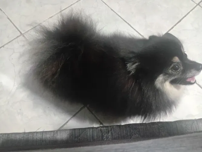 Spitz alemão para cruzar.