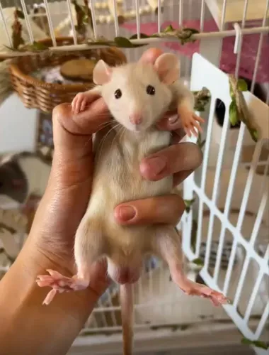 RATO MACHO DUMBO