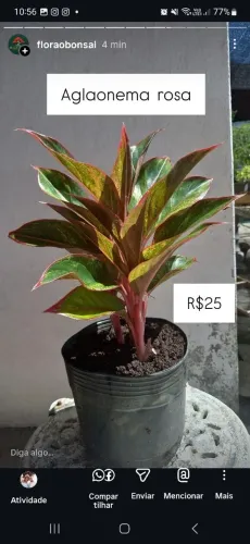 Plantas ornamentais 