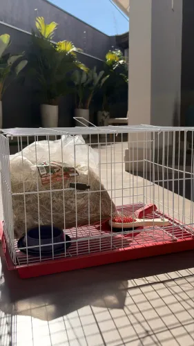 Gaiola para Coelho - Ótimo Estado, Vendo Barato!