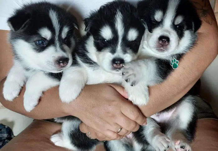 Doação de husky