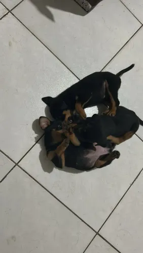 Filhotes de Rottwiler