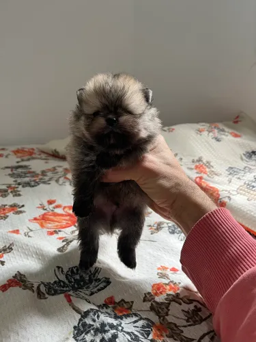 Lulu da Pomerania