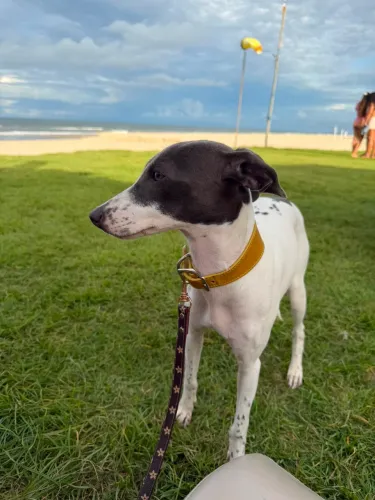 Galgo wippet 