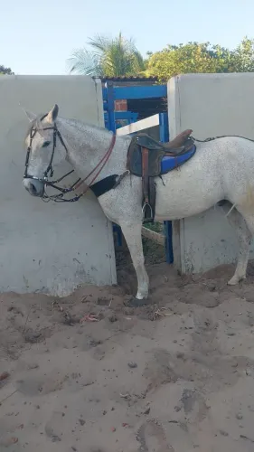 Vendo um cavalo e uma égua