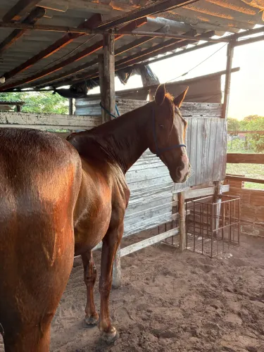 Cavalo castanho quarto de milha