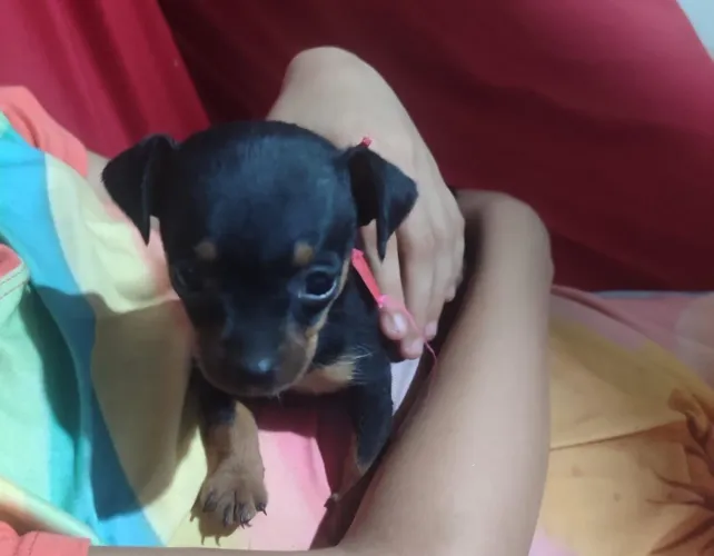 Vendo pinscher 1