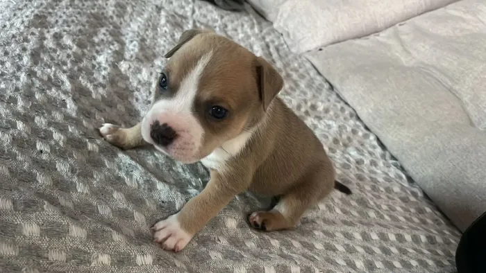 Filhotes de American Bully