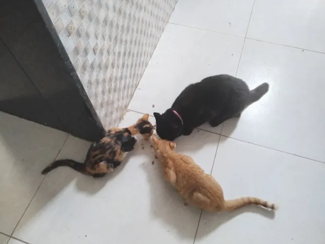 Gatinhos para doação