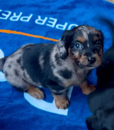 A companhia perfeita para seu dia a dia | Dachshund pelo longo 