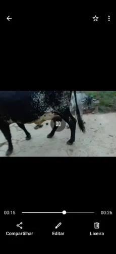 Vaca de leite 