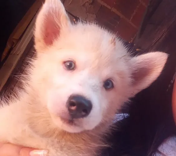 Husky Siberiano fêmeas Olhos azuis
