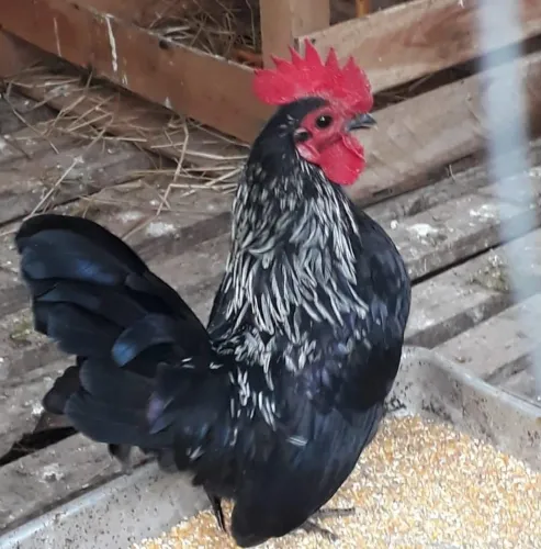 Garnize Galo