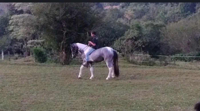 CAVALO MANGA LARGA
