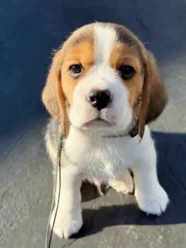 Beagle Mini Filhotes Tricolores Sensacionais.