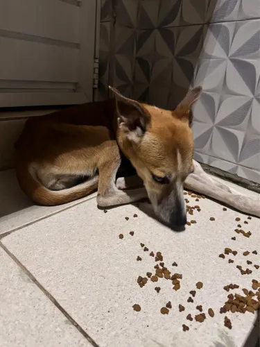 Adoção - cadela abandonada 