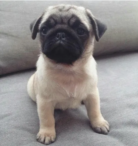 Pug Uma nova patinha pode chegar aí