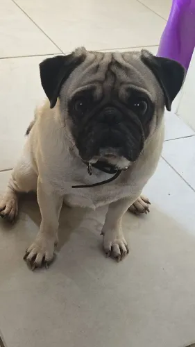 Vendendo o Dog