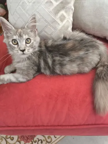 B.B.Maine Coon