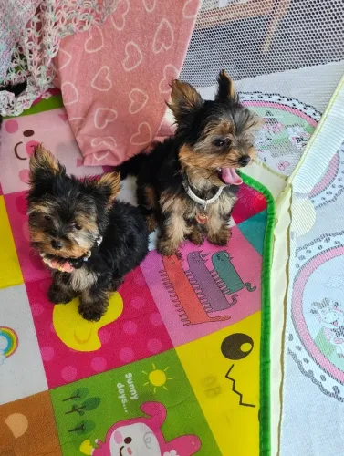 Filhote de cachorro Yorkshire/York alegres e super amorosos