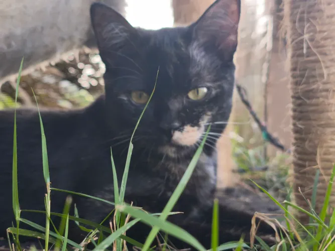 Gata castrada de 6 meses aproximadamente