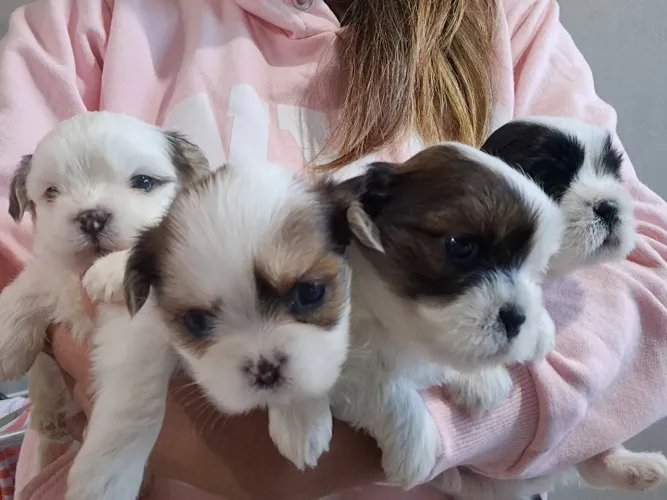 Vende-se filhotes de Lhasa Apso 