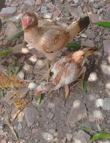 Galinha de raça barbudas