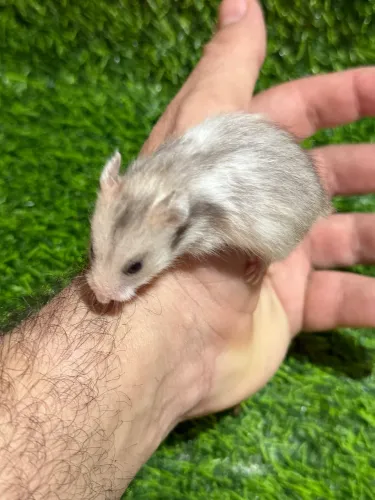 Hamster Sírio 