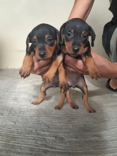 Vendo Pinscher