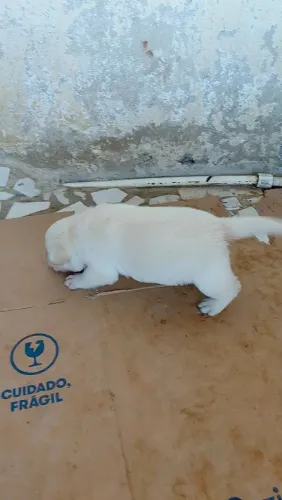 Filhotes de labrador