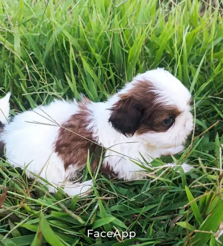 Shih-tzu 10xcartão no cartão com pedigree canil registrado 