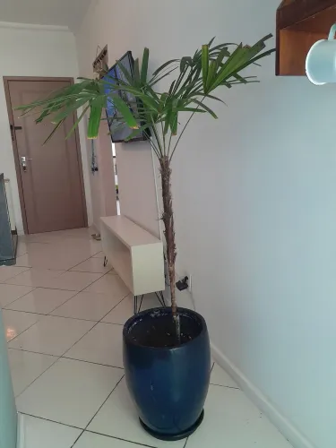 Linda Planta Rapis Grande 1,60cm com Vaso
