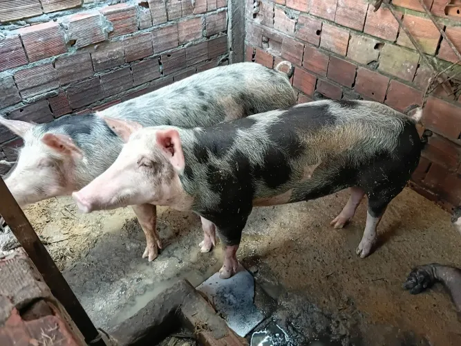 Vendi. Porco