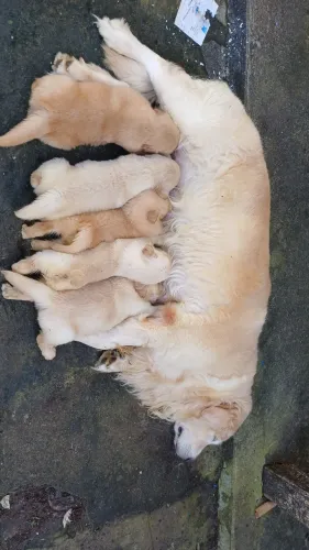 Golden Retriever 
